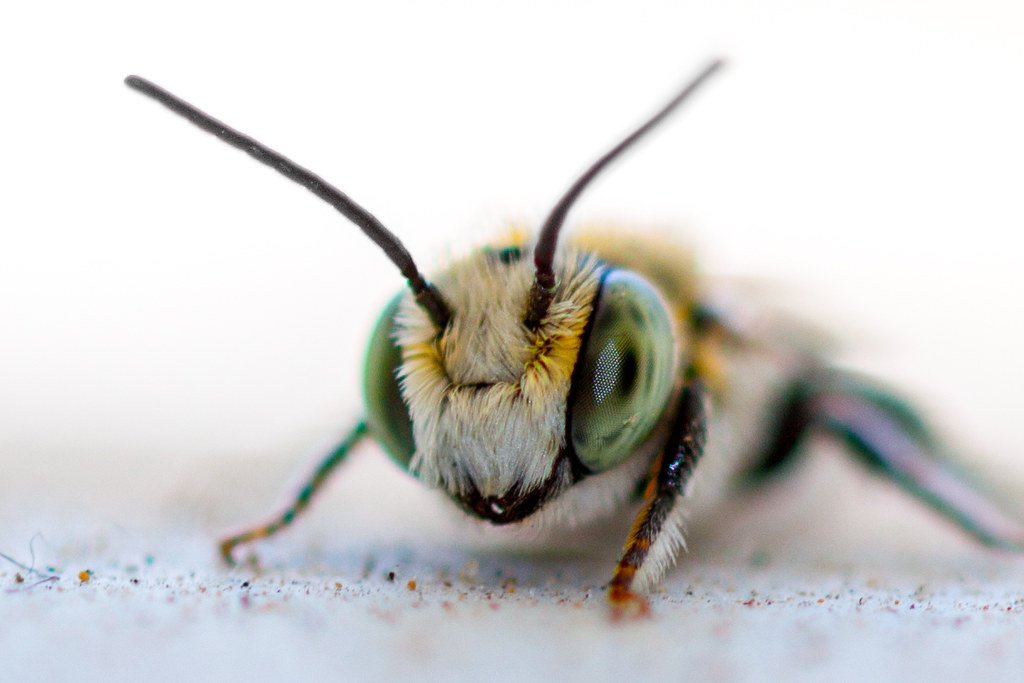 EarthCops's tweet photo. An entomologist is a scientist who studies insects. Entomologists have many important jobs, such as the study of the classification and life cycle of insects. https://t.co/ypTdKpLiE4
#insects #entomology https://t.co/LM3b1uTxKU