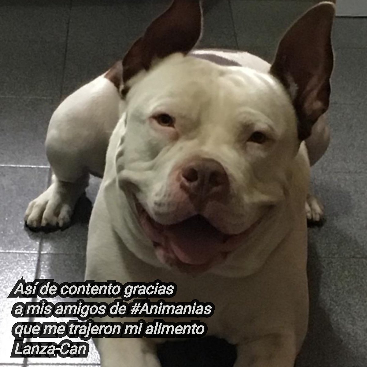 Animanias_ccs's tweet photo. Desde temprano preparamos tus pedidos para que siempre lleguen a tiempo, porque ti tranquilidad también es nuestra...
Somos @Animanias_ccs #Tutiendavirtual #mascotas #manada #amigos #familia #perrosygatos #alimento #LanzaCan #Nelees #Bravecto https://t.co/8noxsFAjET