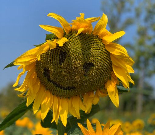 PrayerfromMaria's tweet photo. When life gives you a hundred reasons to cry, show life that you have a thousand reasons to smile. #WorldSmileDay https://t.co/yNWyuXJrMJ