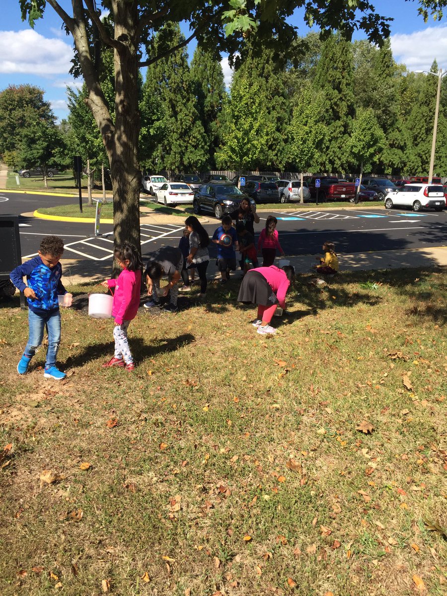 CESMiniCougars's tweet photo. Gathering acorns to plant new oak trees. #MPCSVA #Vaforestry https://t.co/xaen2YNqah