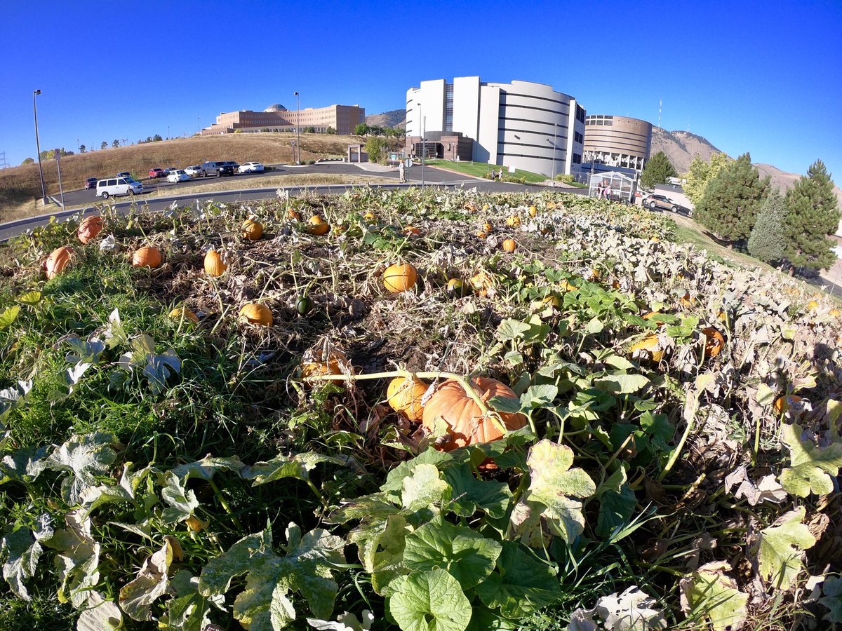 eddiecastro55's tweet photo. โฆ@jeffcosheriffcoโฉ Every year Inmates grow pumpkins this year over 200 pumpkins will be donated to local schools #cbs4 #thegreatpumpkinpatch https://t.co/S2nYxiEPtV