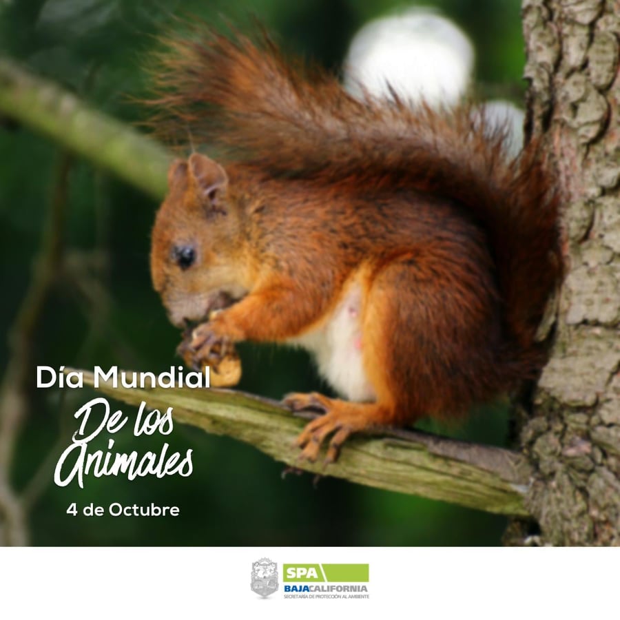 SPA_GobBC's tweet photo. Desde 1929 cada 4 de octubre se celebra al Día Mundial de los Animales, por iniciativa de la Organización Mundial de Protección Animal.
Dicha fecha fue escogida por la celebración en la cultura cristiana de la festividad de san Francisco de Asís. https://t.co/et7LDG8rd5