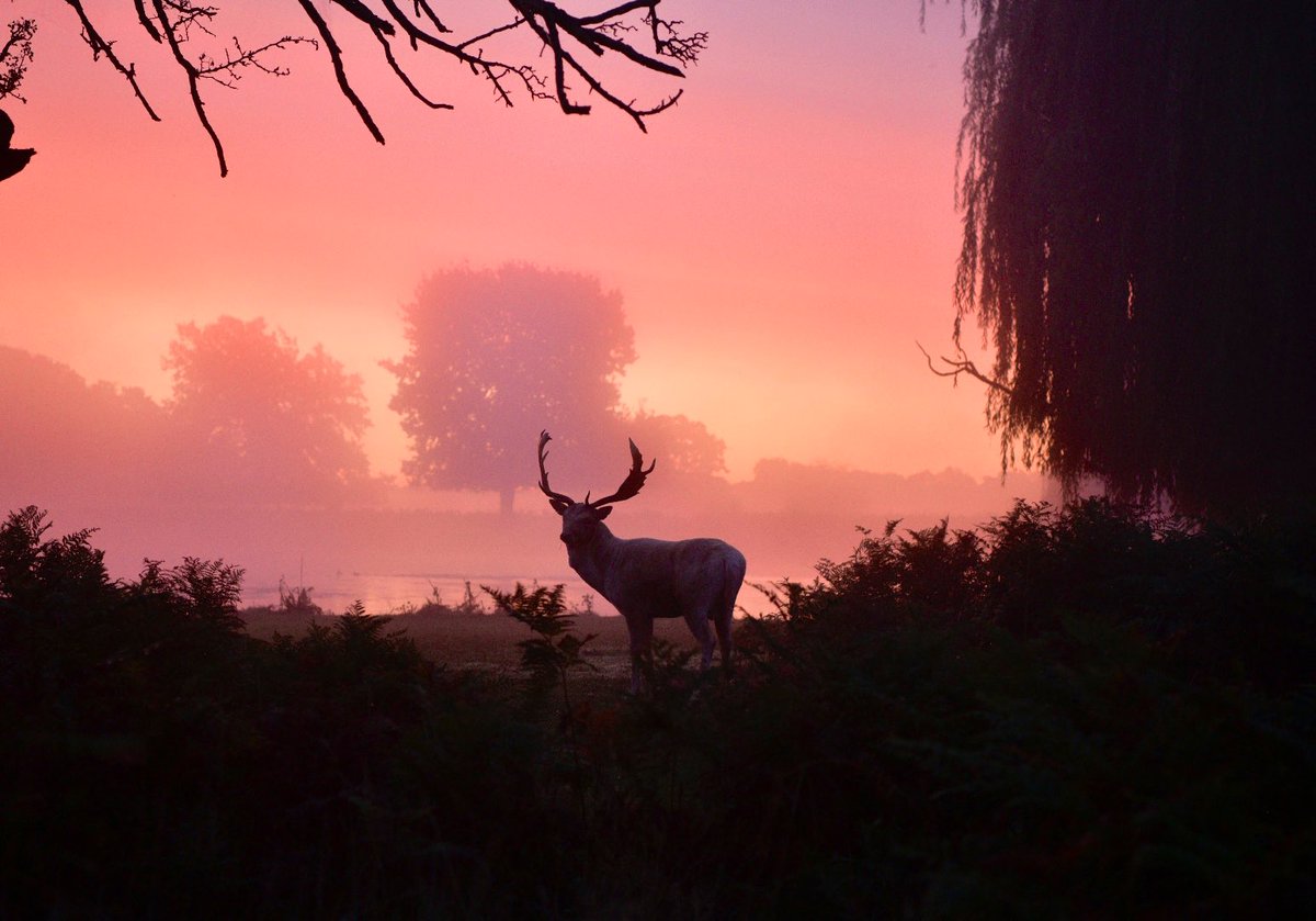 Teddington_Town's tweet photo. Happy Friday everyone! 

Here's Photo Of The Week in association with @CoversureTedd 📸

https://t.co/jGfAsADbHQ https://t.co/ZJorfST8rT