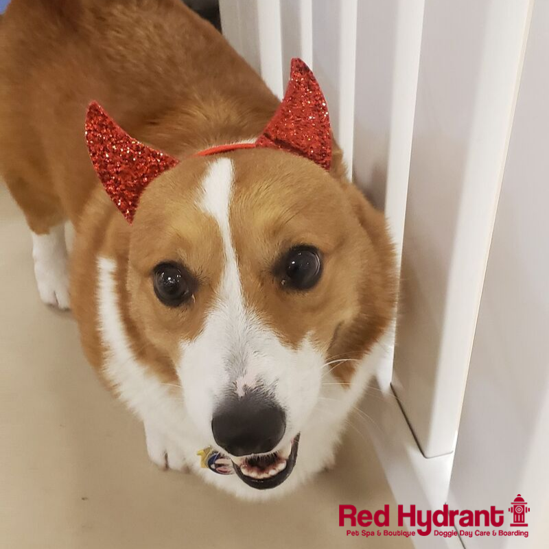 Red_Hydrant_Spa's tweet photo. This handsome Devil wants to wish everyone a Happy Friday 😈 🐶

What devilish plans does everyone have for the weekend?

#dogsoftampabay #dogdaycare https://t.co/Iqrf4f8666