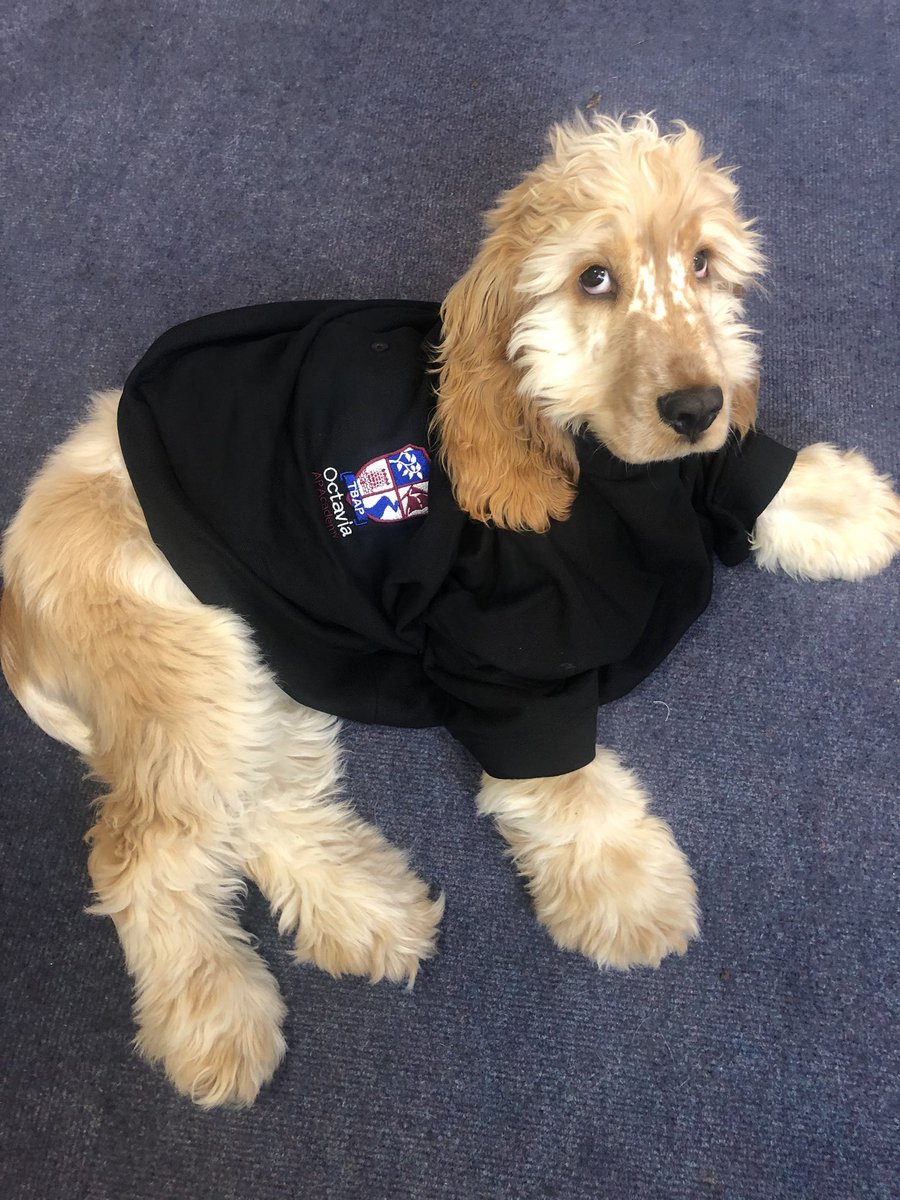 Stanley getting his Friday afternoon groove on with the latest in Octavia AP fashion! #schooldog #thisisAP <a href="/tbap_octavia/">Octavia AP Academy</a> #happyweekend