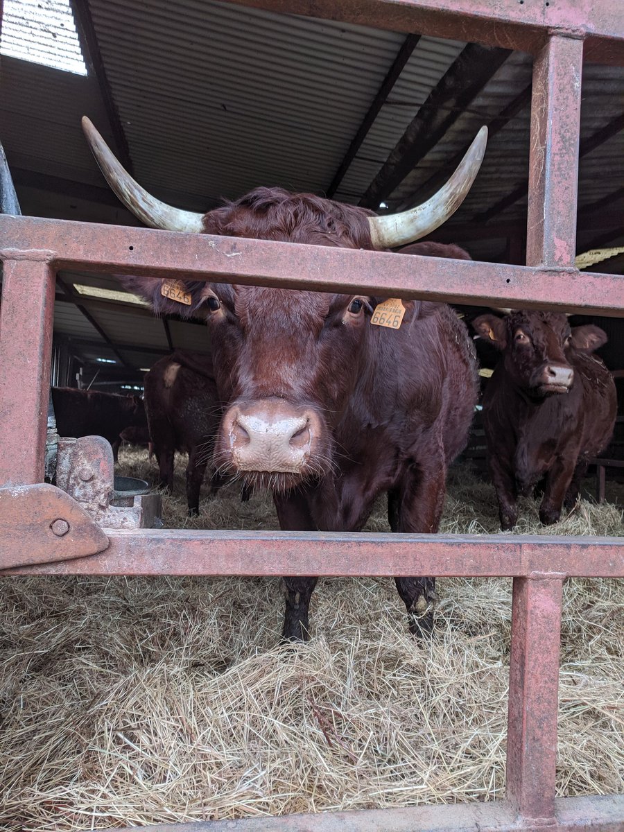 Erincote_'s tweet photo. Very encouraging to visit @terrenacoop and learn about their mission of helping farmers produce more, of better quality, with less. The brands over here may be different, but ambitions for the industry are not! 

Also made a new friend on the farm tour 🐮 https://t.co/hWcN4jsY2u