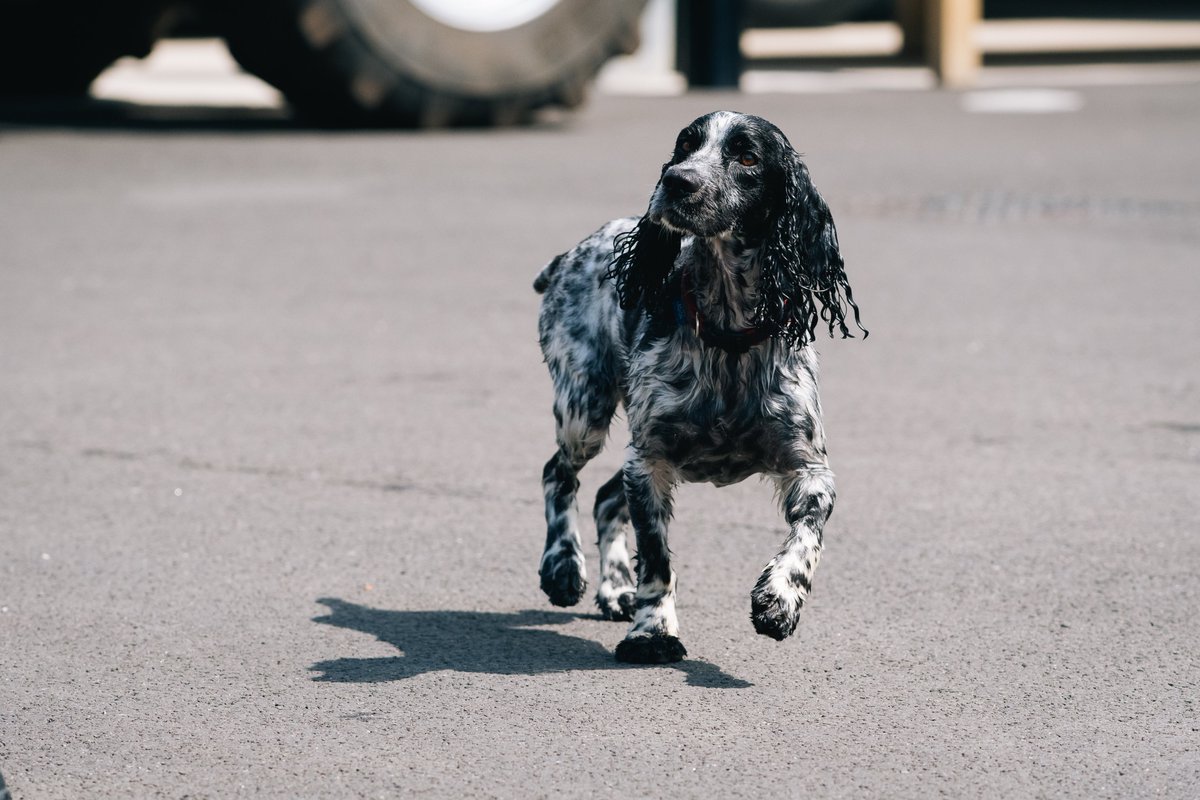 Throw us a 🦴 ! Get your paws on this unique Fire and Rescue Dogs Calendar featuring dogs from 14 fire and rescue services from both up and down the country. They cost only £10 with all funds raised going to <a href="/firefighters999/">Fire Fighters Charity</a> .To order yours, contact calendar@fspgeastmids.co.uk 🐶