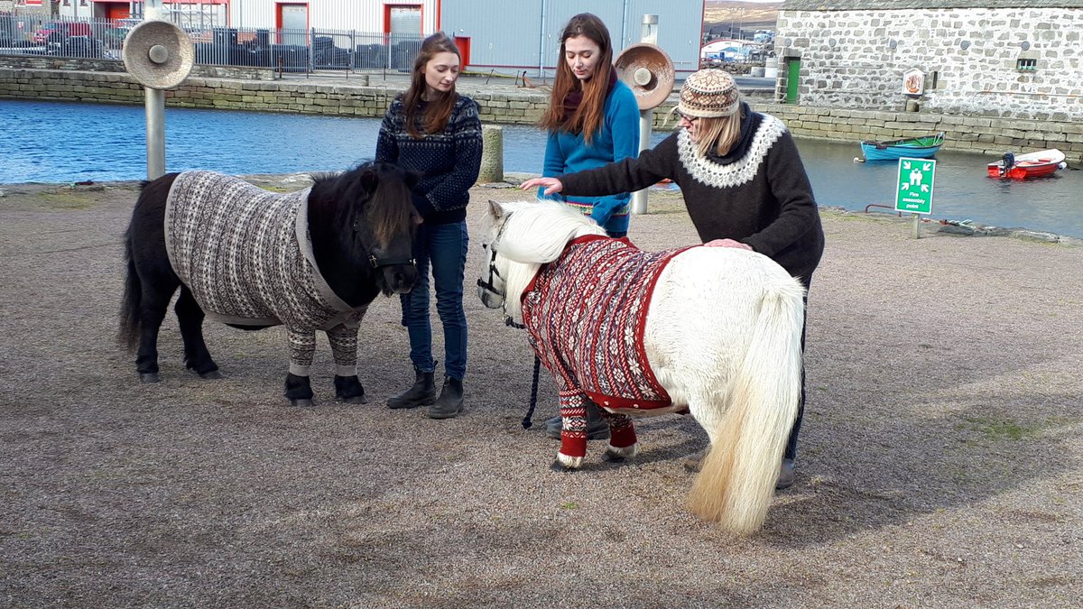 Shetland ponies in their knitted sweaters 😍 #ShetlandWoolWeek