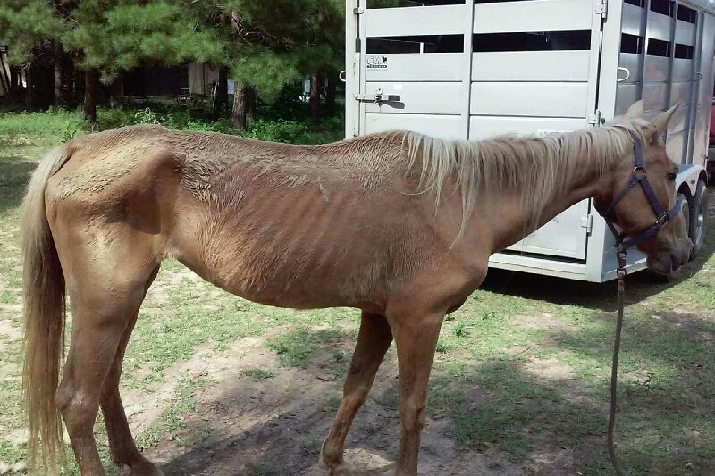 Amazing_Grace_A's tweet photo. #RescueMare Molly was dropped off here at the #Rescue how she looked then, and #AfterRehab
#RescueMare #AllLivesMatterHere
#YourSupport #IsNeeded #DontGiveUp
@LisaRog21947455 @mirandalambert @TheEllenShow #WeNeedGrants https://t.co/9gkw6a4tIO