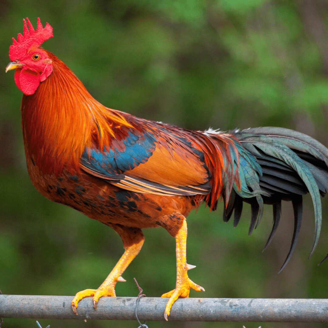 cchickens's tweet photo. Have you had a rooster with a fowl disposition that you just couldn't keep? We want to hear from you! Be a part of the Community Chickens Rooster survey and let us know how you removed your roo from the coop. https://t.co/rzmgSb5ZLO https://t.co/xT9L5GSrP0