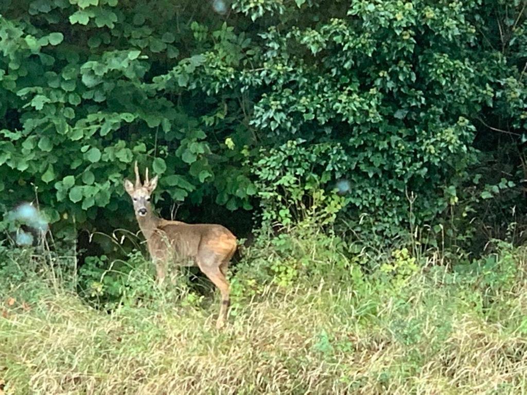 We had some uninvited visitors to school today! A real treat for some to of the children to see from the classroom windows. #selsdonwoods#britishwildlife