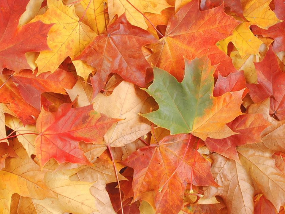 With Autumn well and truly here, you may start noticing fallen leaves in your garden. Hills Maintenance will be offering our leaf-clearing service throughout the autumn to maintain your garden's good health 🍂

Contact us for more information and prices 😊 hillandsons.co.uk/maintenance