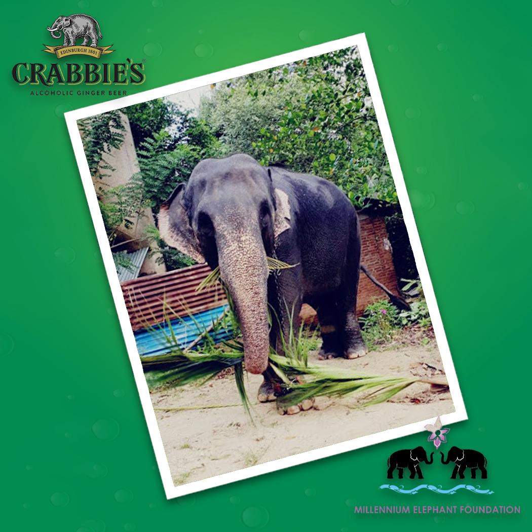 Pooja helping clean up 🙌

Who else is doing a big clean up this weekend?

Please help us give the best possible environment to elephant such as Pooja by donating here: bit.ly/30MRuJj

#MEF #GiveItSomeGinger