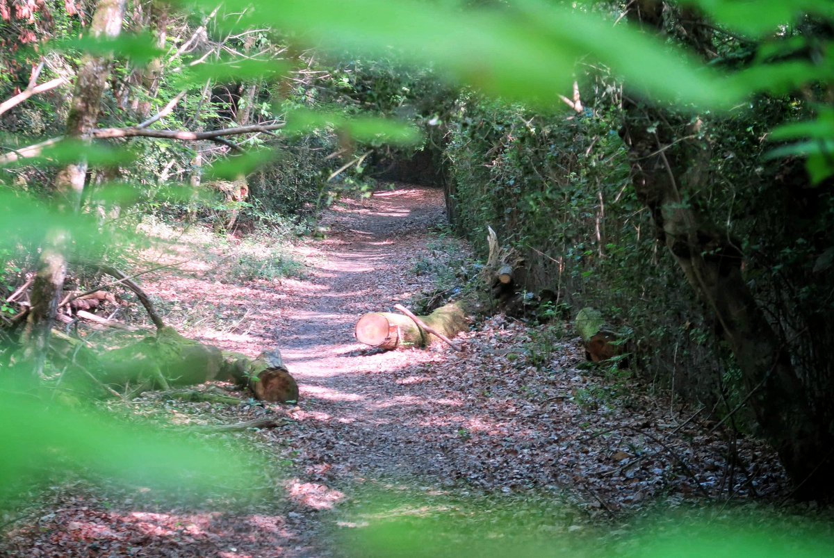 vincentgaudin's tweet photo. Ce samedi Simon Dugué nous fait le plaisir de venir nous voir à Paris. Pour l'occasion j'organise un #tweetRun en forêt de Meudon. 22km allure pas trop brutale au départ 8h de Boulogne-Billancourt https://t.co/bLb3wk6AX5