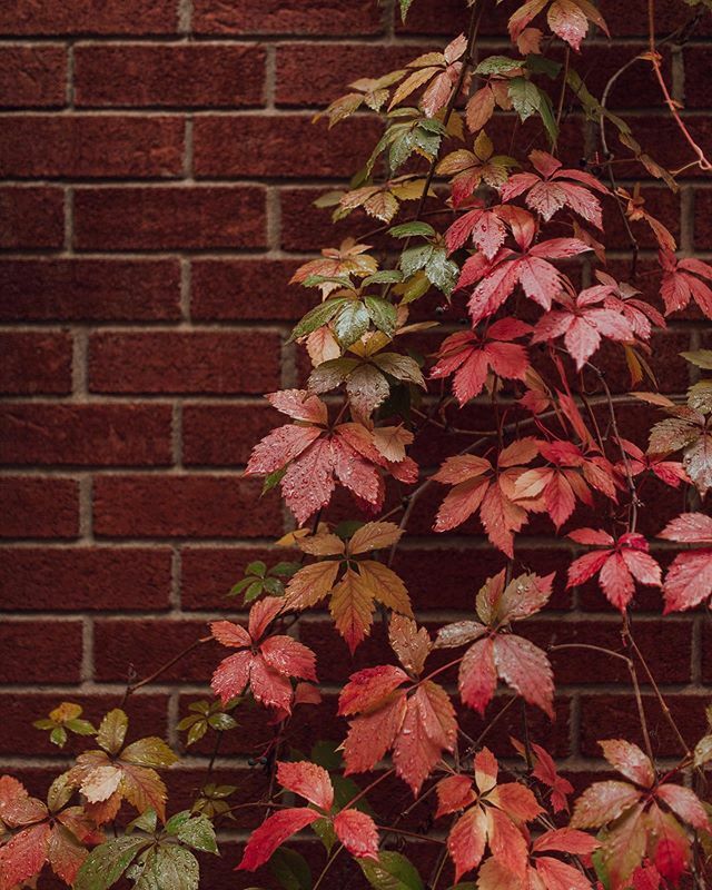LaMouetteF's tweet photo. Chaussettes roulées, pyjama plié, appareil photo prêt et sac fermé : hop on part en week-end plus tôt et on file en forêt ! 🌲
.
.
.
#montreal #fall #autumn #fallinmontreal #mtlmoments #mtl #mtlstreets #details #littlethingsinlife https://t.co/qSqo6Udluv https://t.co/qGKLMs1TLo