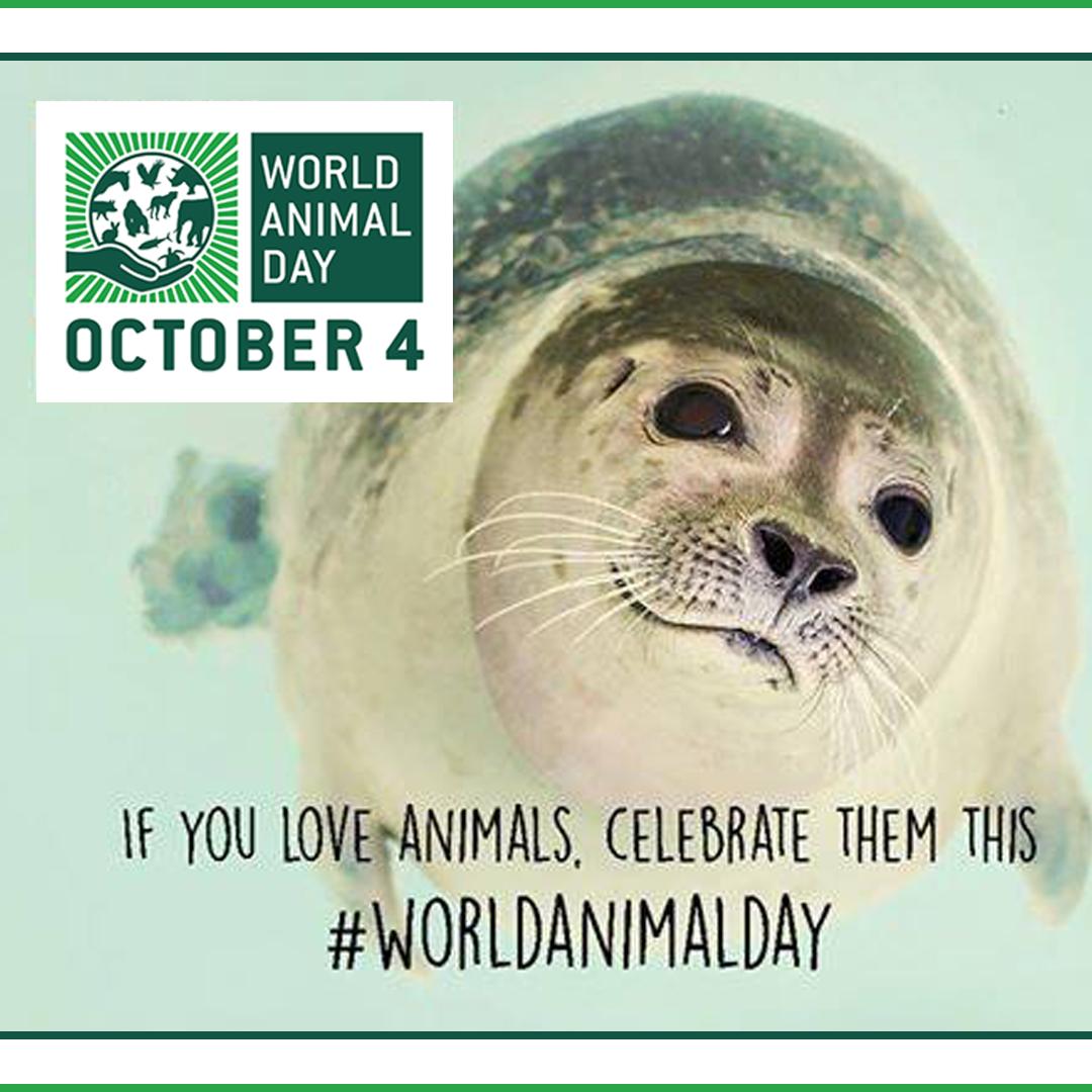World Animal Day We Can All Help Make This A Better World For Animals Happy Worldanimalday October 4 Seal Marinelife Journeemondialedesanimaux 世界動物の日 Welttierschutztag 世界動物日 Dunyahayvanlarikorumagunu World Animal Day We Can All Help Make This A Better World For Animals Happy Worldanimalday October 4 Seal Marinelife Journeemondialedesanimaux 世界動物の日 Welttierschutztag 世界動物日 Dunyahayvanlarikorumagunu