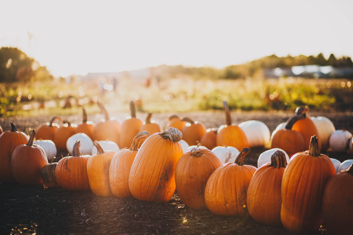 GrizCoat's tweet photo. 🥳 It's our annual installment of boring blog post about Halloween shipping. Summary: FREE HALLOWEEN SHIPPING UNTIL 10/25. Thought we'd also jazz it up this year with a moody pumpkin stock image.

https://t.co/TuiNQSHtK9 https://t.co/m2mLbhgwg0
