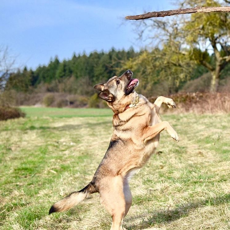 YourDailyDog_'s tweet photo. @ESTE_CAST683440🐶 https://t.co/CreSnGWa1Z