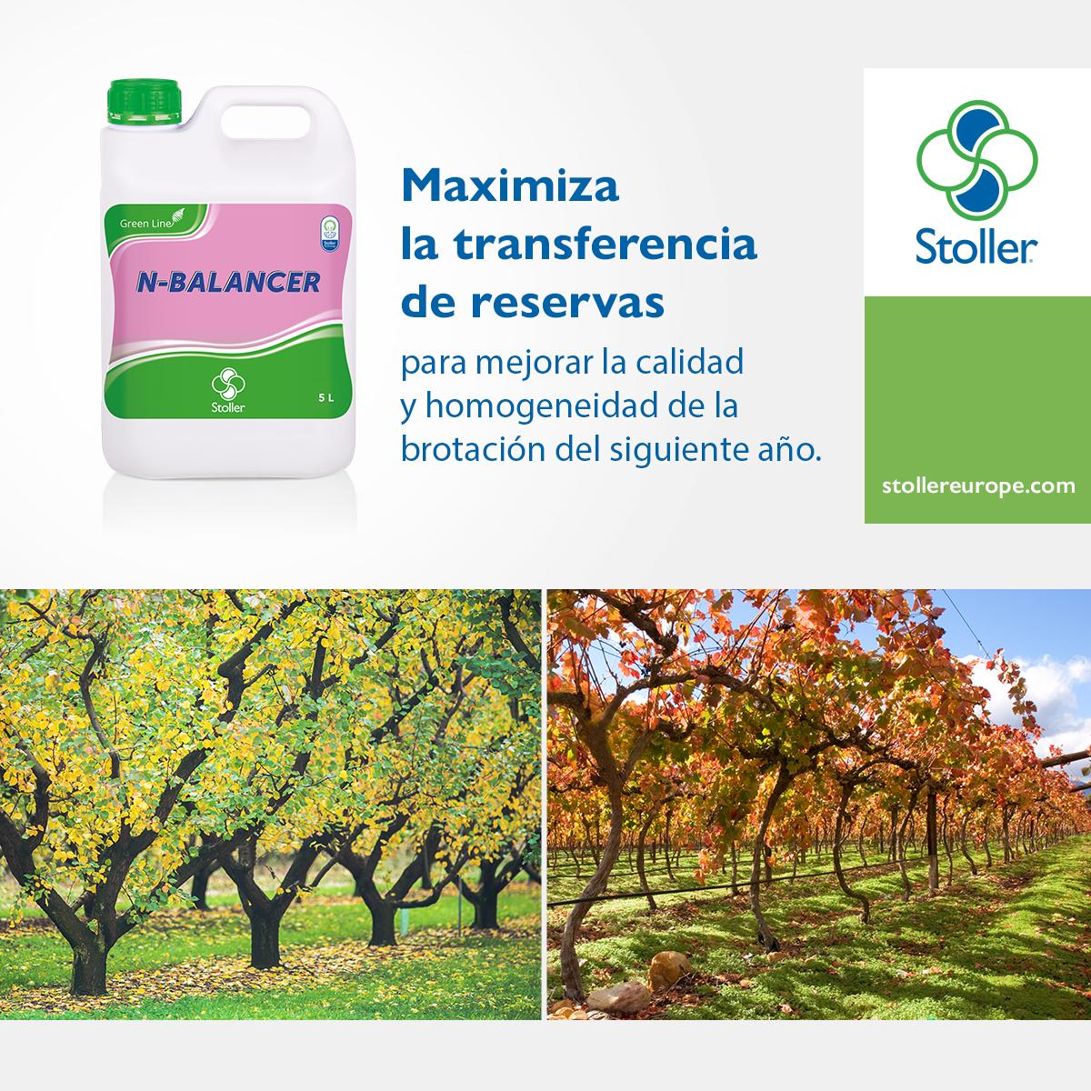 StollerEurope's tweet image. N-BALANCER aplicado en postcosecha, previo a la dormancia, permite la transferencia de una mayor cantidad de reservas hacia las raíces y a las yemas diferenciadas, pudiendo conseguir una brotación más vigorosa tras la salida de la dormancia. 

#NBalancer #PostCosecha