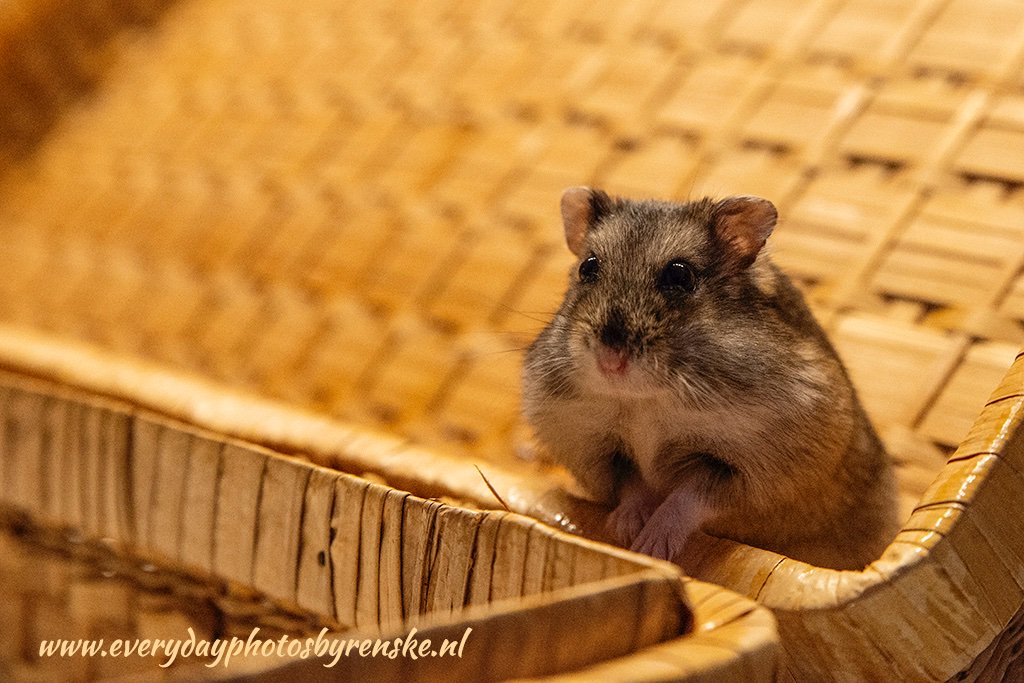 EverydayRenske's tweet photo. Natuurlijk krijgt onze lieve dwerghamster Bram altijd aandacht alleen vandaag op dierendag krijgt Bram toch wat extra aandacht. Omdat we niet precies weten wanneer hij geboren is, is dierendag een...lees meer op mijn fotoblog.
#dierendag #dierenfotografie
https://t.co/DaUj2Ub4zA https://t.co/djFcOJQW5b