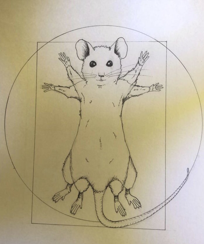 Il topo vitruviano-<a href="/SassettiLab/">Sassetti Lab</a>