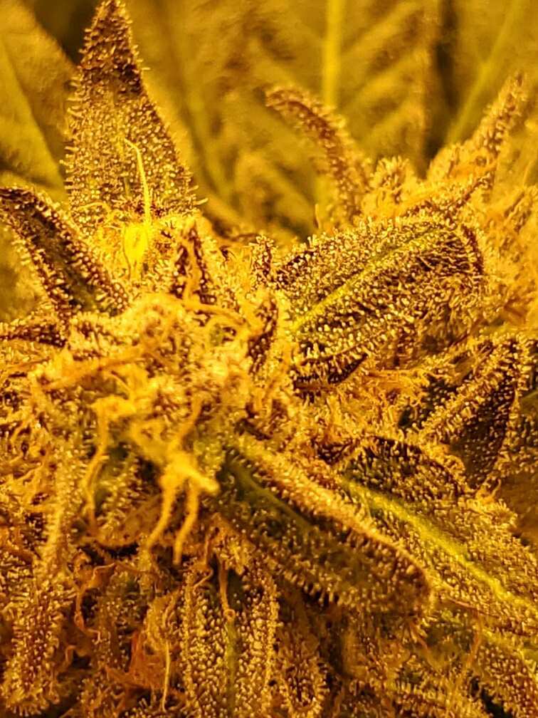 Got Buds???  Loving these Ethos Genetics!! <a href="/EthosGenetics/">Colin Gordon</a> <a href="/NativeGardensCo/">Native Gardens Co</a> 
#CannabisCommunity #cannabis