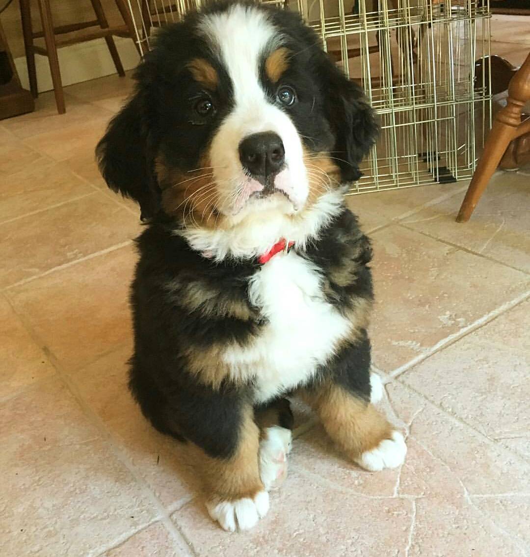 YourDailyDog_'s tweet photo. #yourdailydogs https://t.co/RwvqGAYdyr