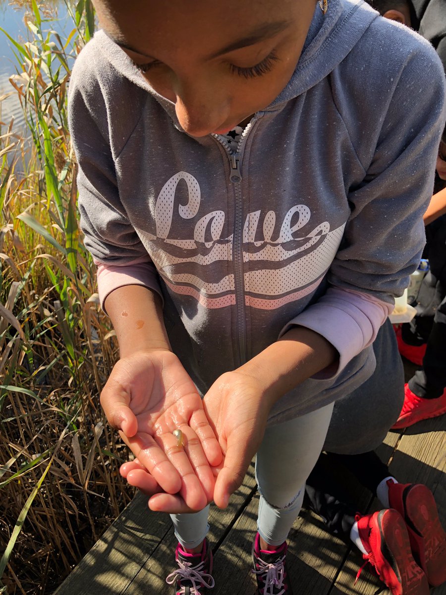 cmsap1's tweet image. 6th Graders @cmshappenings enjoy their morning exploring at Forest River! #gosharks #exploration #cmsrocls