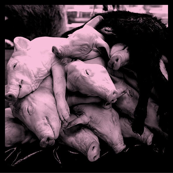 nimataderos's tweet photo. El objeto de esta investigación no es la denuncia específica de los métodos de aturdimiento y matanza, sino la de la propia explotación y utilización de los animales en sí misma. 

MANIFESTACIÓN | PLAZA CASCORRO | 17H MADRID #nimataderosnimatadores https://t.co/UBlInsqMBk