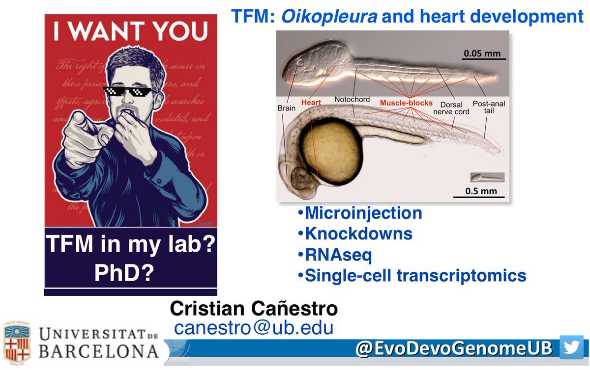 evodevogenomeUB's tweet image. Are you looking for a lab to develop your master TFM project?
Come today
⏰18h
📍Aula A16 (aulari @BiologiaUB )

👉🏻and learn about our project on #HeartDevelopment #EmbryoManipulation #Knockdown #RNAseq #SingleCellTranscriptomics #Oikopleura