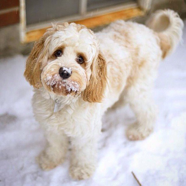 YourDailyDog_'s tweet photo. @AlmeidaAlzira🐶 https://t.co/zKuK9el6nn