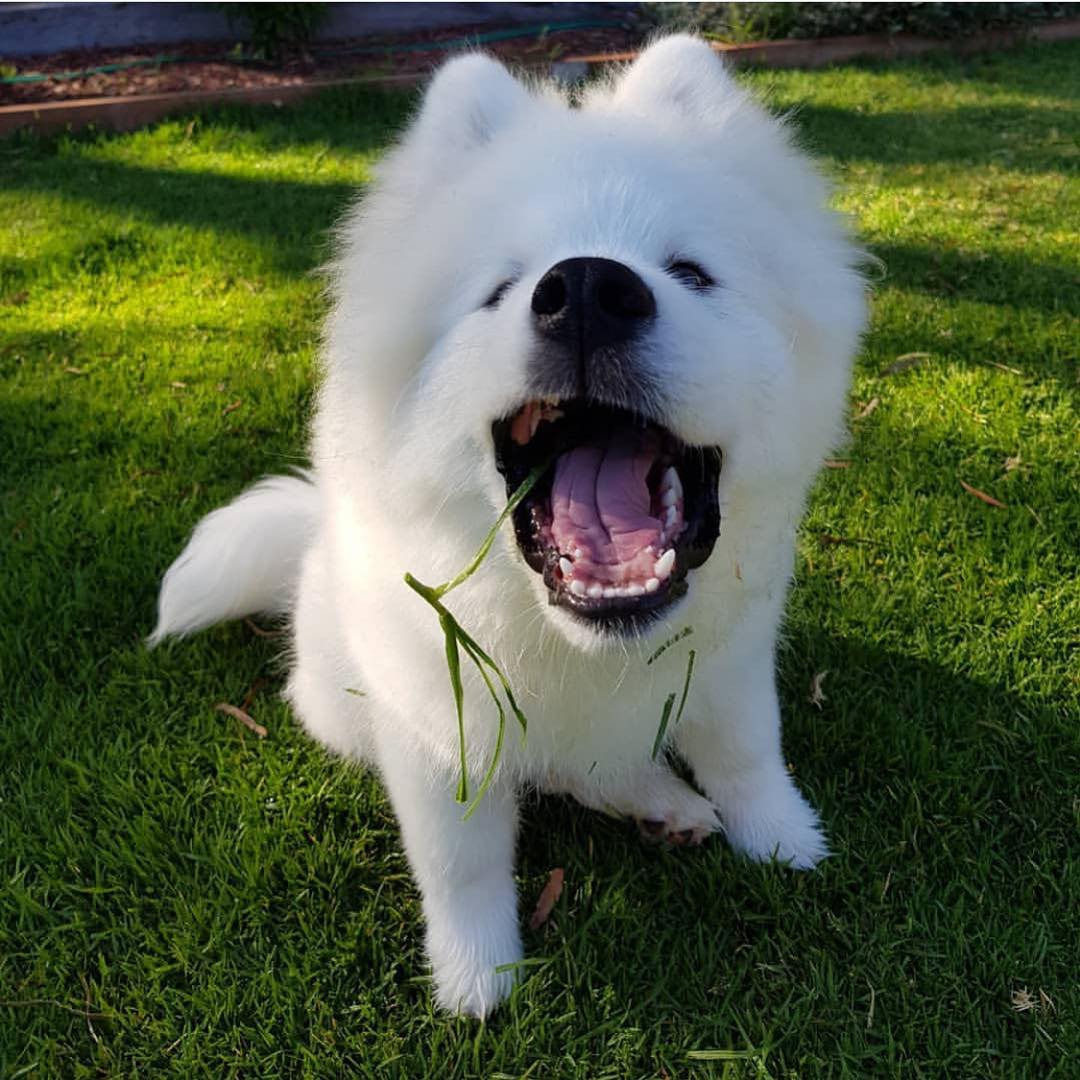 YourDailyDog_'s tweet photo. @ssnuggleseb🐶 https://t.co/4DSjkGzS7P