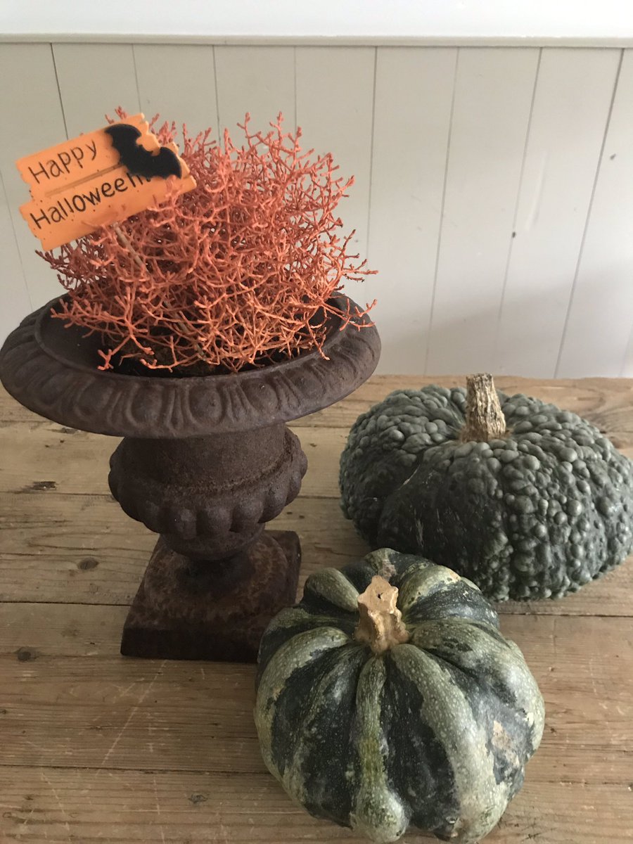 Nieuw in ons assortiment: Halloween Calocephalus. 🧡👻