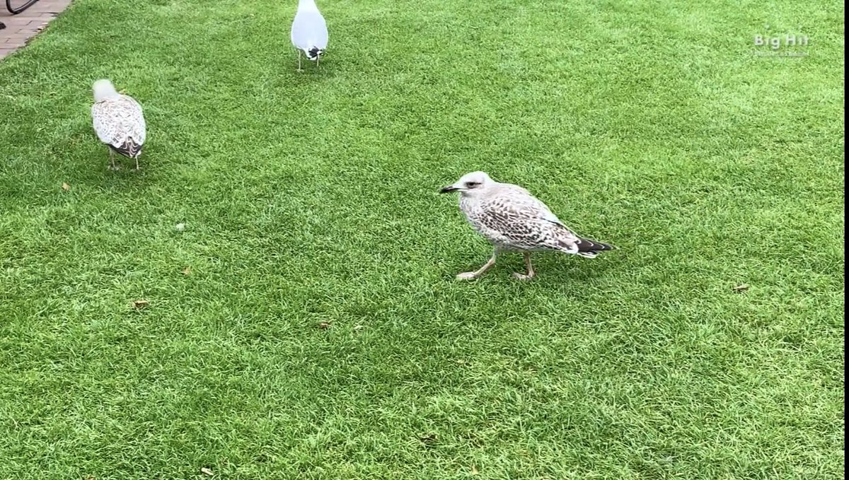 He talked to these birds because of course he did.