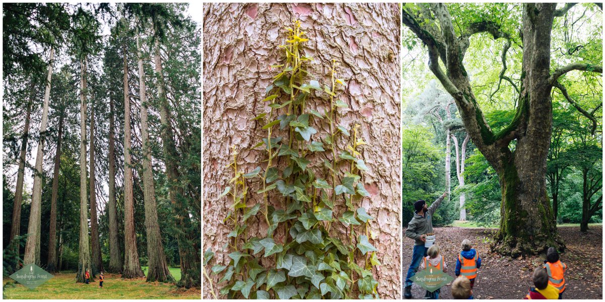 snap_forest's tweet photo. A much needed yomp through @WestonbirtArb to witness awe-tumn for ourselves! Mushrooms & amazing trees were in abundance on our way, & who could pass up the opportunity for a good leaf fight with superb ammunition provided by a nearby Oregon Maple! #outdoorlearning #snapforest https://t.co/nfya2lpaa2