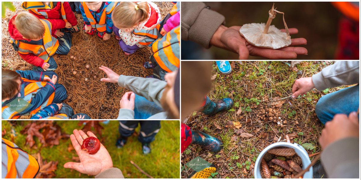 snap_forest's tweet photo. A much needed yomp through @WestonbirtArb to witness awe-tumn for ourselves! Mushrooms & amazing trees were in abundance on our way, & who could pass up the opportunity for a good leaf fight with superb ammunition provided by a nearby Oregon Maple! #outdoorlearning #snapforest https://t.co/nfya2lpaa2