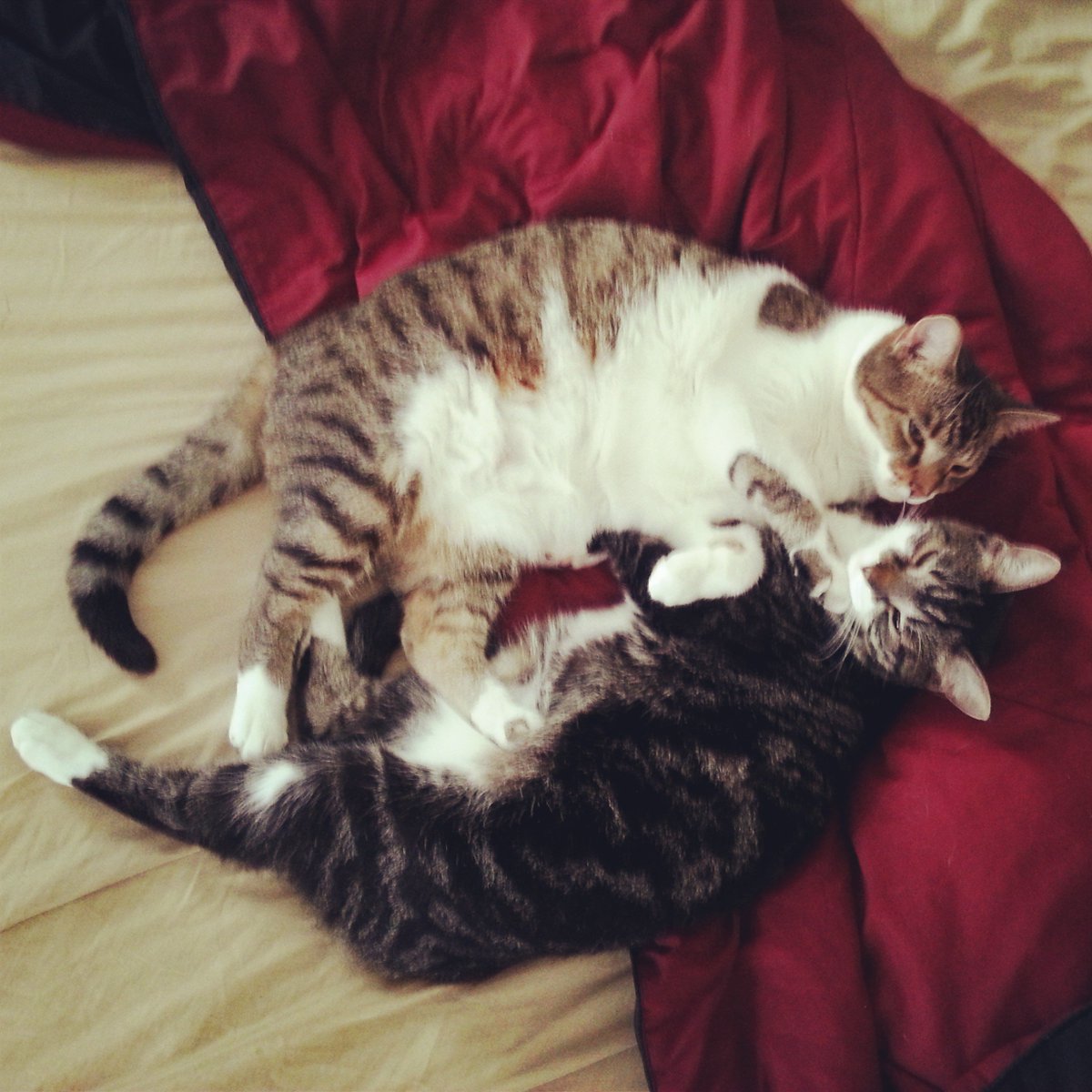 HandsHaught's tweet photo. So I heard about this little #CatsforKat thing. Here are some of my fatty's. https://t.co/TsrfE5OalS