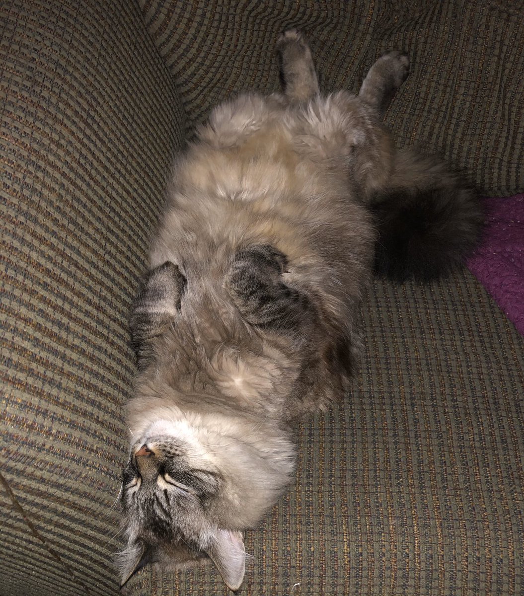 HerNerdness's tweet photo. #CatsForKat https://t.co/db4cRvGgut