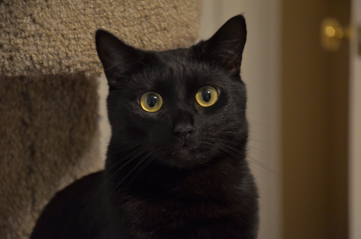 HerNerdness's tweet photo. #CatsForKat https://t.co/db4cRvGgut