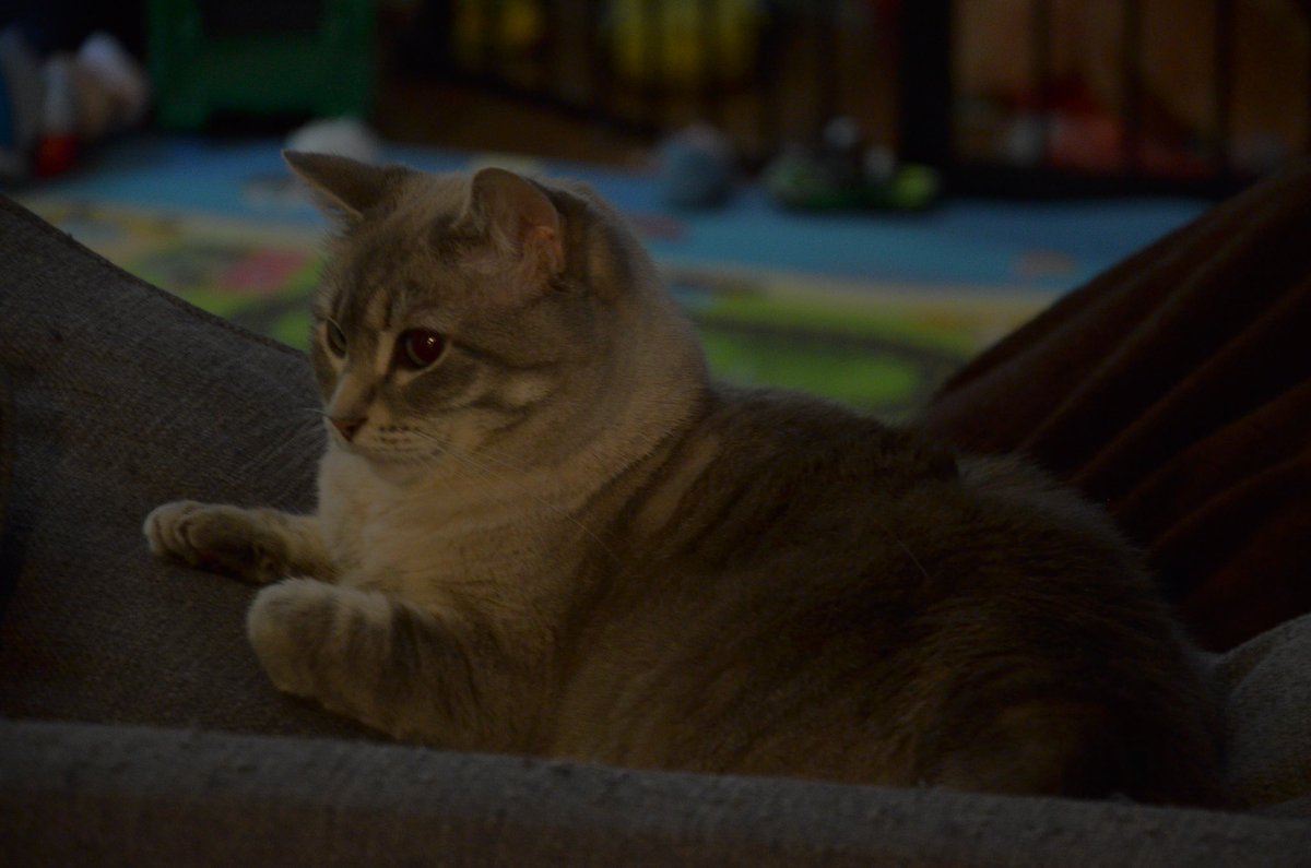 HerNerdness's tweet photo. #CatsForKat https://t.co/db4cRvGgut