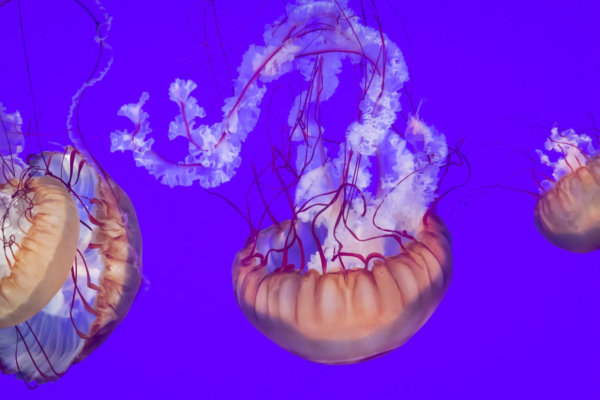RipleysAquaCA's tweet image. While drifting in the ocean, Pacific sea nettles will use their tentacles as a net to catch prey. ♨️

Once the prey is paralyzed from the jelly sting, the special oral arms will begin to digest it before it even reaches the mouth. #FeaturedFishFriday