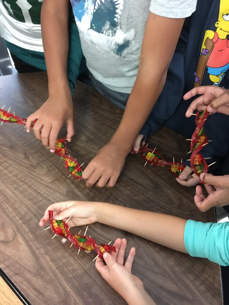 Making models of DNA!@MattacheeseMS @shelpags <a href="/DedhamMS/">Karen Hillman</a>
