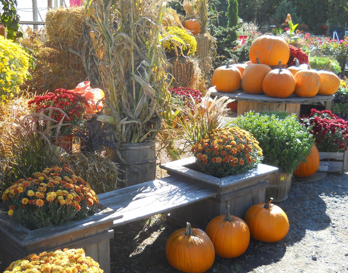 BloomGardenCtr's tweet photo. Check your inbox for our new newsletter.Bloom's Fabulous Fall Fair is Happening Tomorrow https://t.co/xFtLnPe0Lf https://t.co/5trjwQUbaO