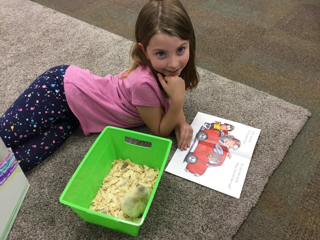 This week we had chicks. We got to read and hold them. Next week, the chicks will go to the farm. #RayMarsh