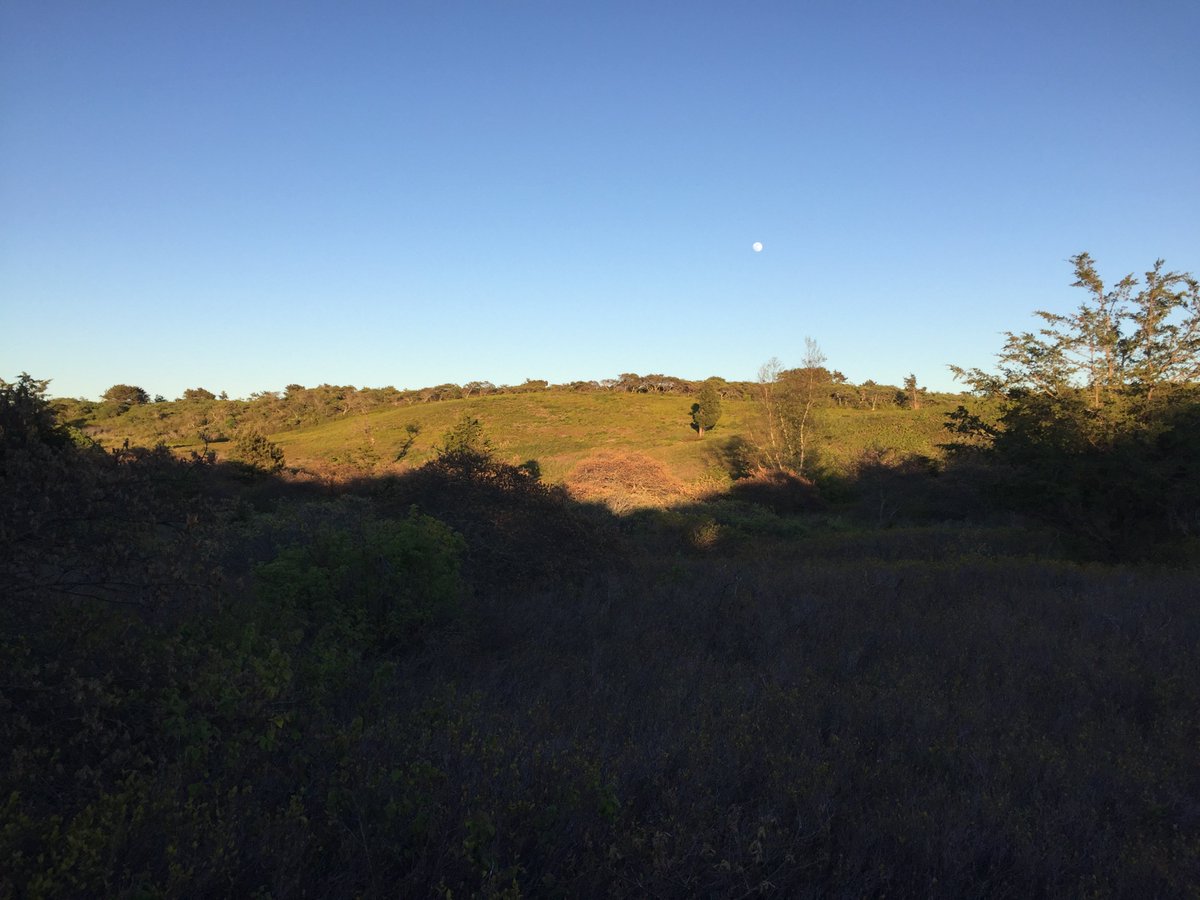 WalkNantucket's tweet photo. Walk through some of the deepest valleys on the island with Nantucket Walkabout on Saturday afternoon's Shawkemo Hills hike and get a dose of island natural history. Book this hike at https://t.co/g5CwlfJ6CI. #shawkemohills #ackcoffee #peterbrace.com #sharethispost https://t.co/FqfaX22BQ1
