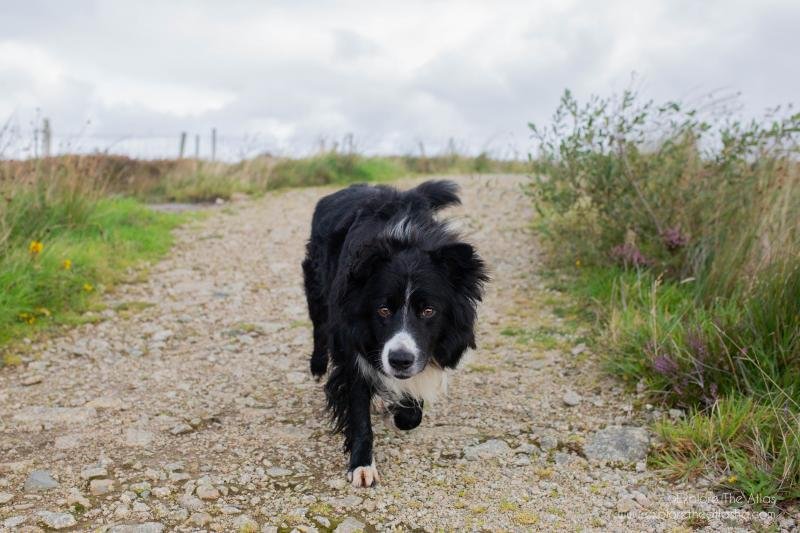 MADRA Mutts Anonymous Dog Rescue & Adoption tweet media