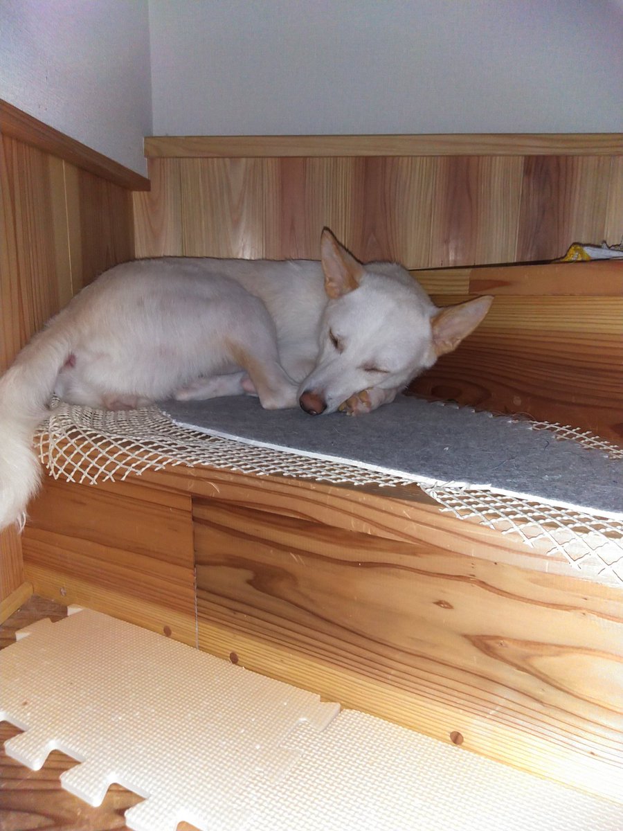 さちる エーラスダンロス症候群 Auf Twitter 階段で寝る犬 ここで寝るのが常です 自分の部屋らしいよ