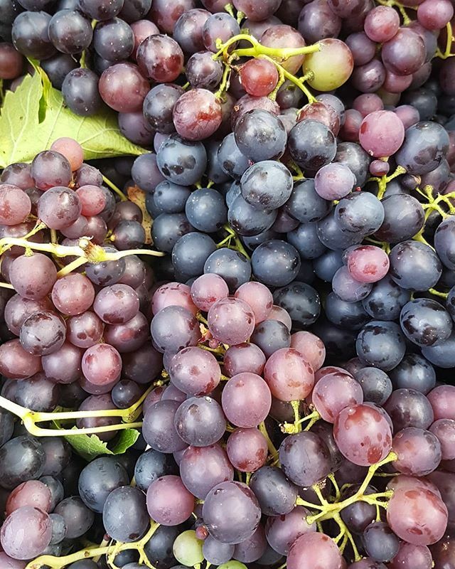 MaynoothOrganic's tweet photo. Open 11am to 4pm Saturday and Sunday for #freshlypicked Homegrown #irishgrapes !! Plus Tomatoes, Courgette, Radish, Padròn Peppers, Bramley Apples and more....
.
.
#marketgarden #shoplocal #farmfresh https://t.co/pGygGJOmw8