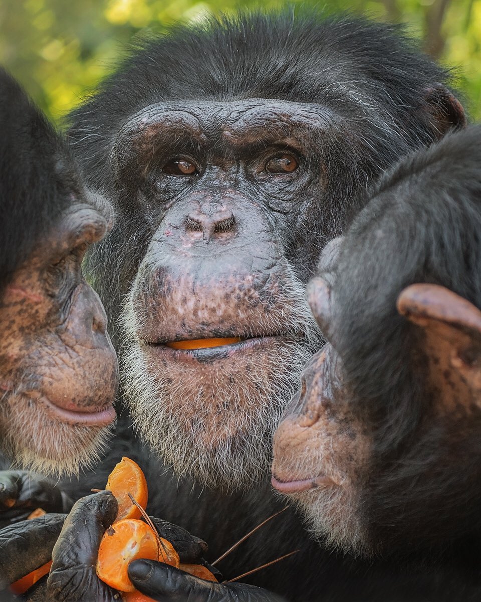 projectchimps's tweet photo. On #WorldAnimalDay, weโre celebrating that a former research chimpanzee like Collin now lives in sanctuary with female chimps like Amy and Loretta, in a more natural social group. ๐
Photo of #CollinChimp #AmyChimp & #Lorettachimp at Project Chimps by Crystal Alba https://t.co/V2FppJqRry