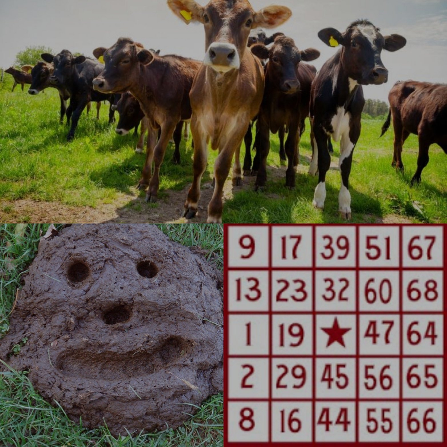 Project Celebration SHS2020 on Twitter "I have Cow Patty Bingo tickets
